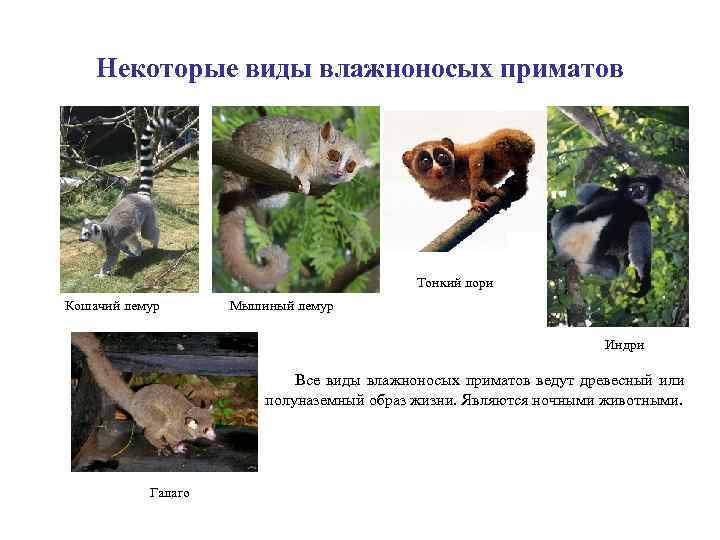 Некоторые виды влажноносых приматов Тонкий лори Кошачий лемур Мышиный лемур Индри Все виды влажноносых