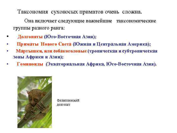  Таксономия сухоносых приматов очень сложна. Она включает следующие важнейшие таксономические группы разного ранга: