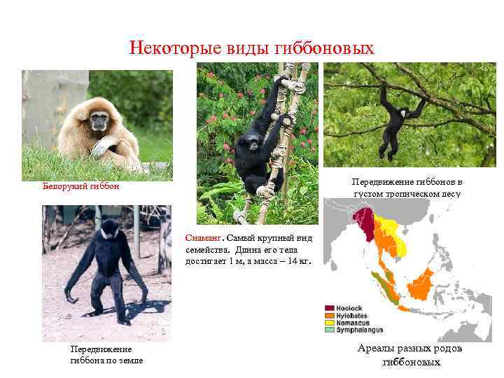 Некоторые виды гиббоновых Передвижение гиббонов в густом тропическом лесу Белорукий гиббон Сиаманг. Самый крупный