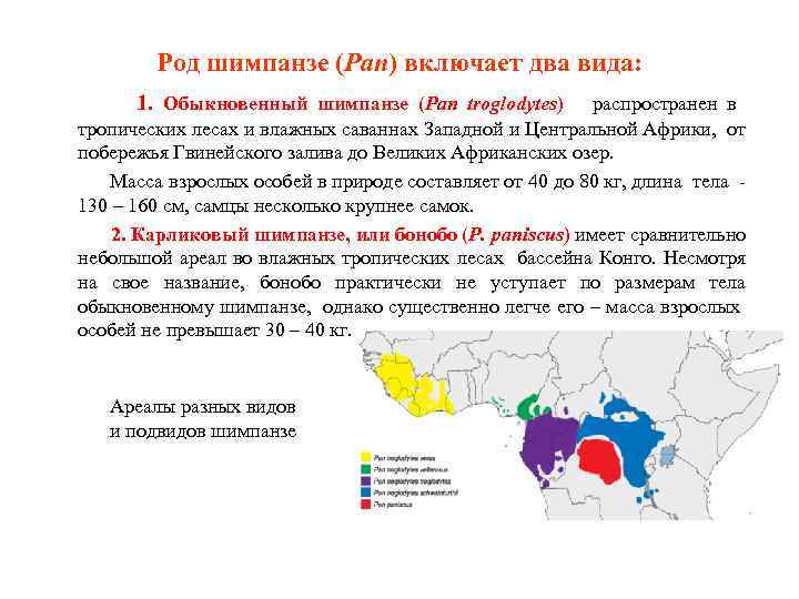 Род шимпанзе (Pan) включает два вида: 1. Обыкновенный шимпанзе (Pan troglodytes) распространен в тропических
