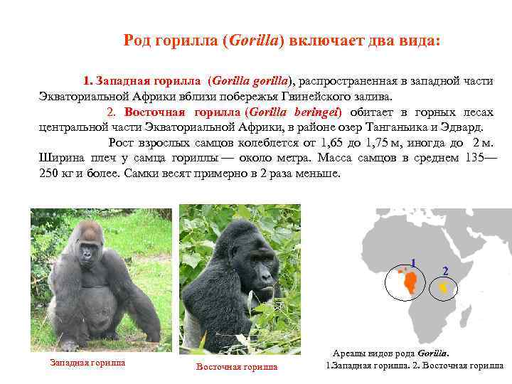 При расшифровке генома гориллы. Горилла. Место обитания горилл. Гориллы в Африке. Где обитают гориллы.
