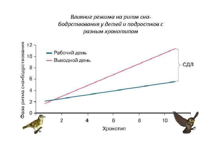 Влияние режима на ритм снабодрствования у детей и подростков с разным хронотипом 
