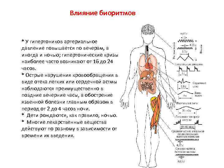 Влияние биоритмов * У гипертоников артериальное давление повышается по вечерам, а иногда и ночью;