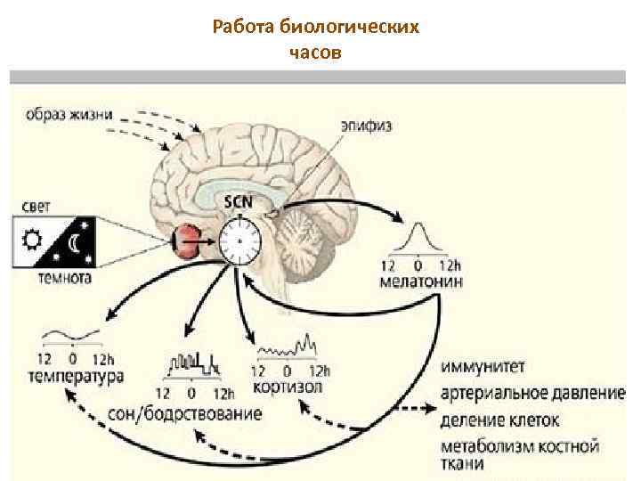 Работа биологических часов 
