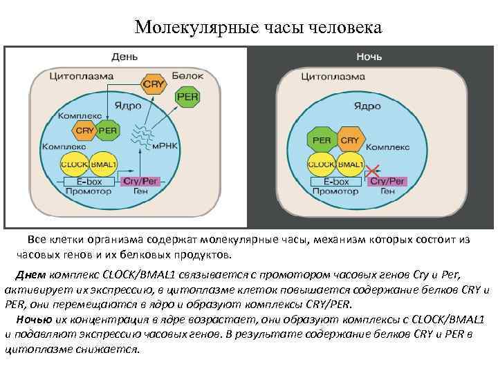  Молекулярные часы человека Все клетки организма содержат молекулярные часы, механизм которых состоит из