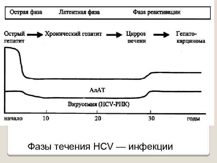 Фазы течения HCV — инфекции 