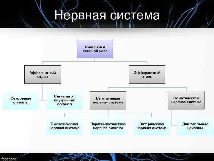 Нервная система Головной и спинной мозг Афферентный отдел Сенсорные сигналы Эфферентный отдел Сигналы от