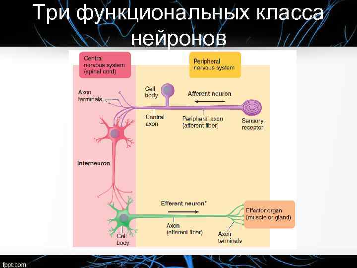 Три функциональных класса нейронов 