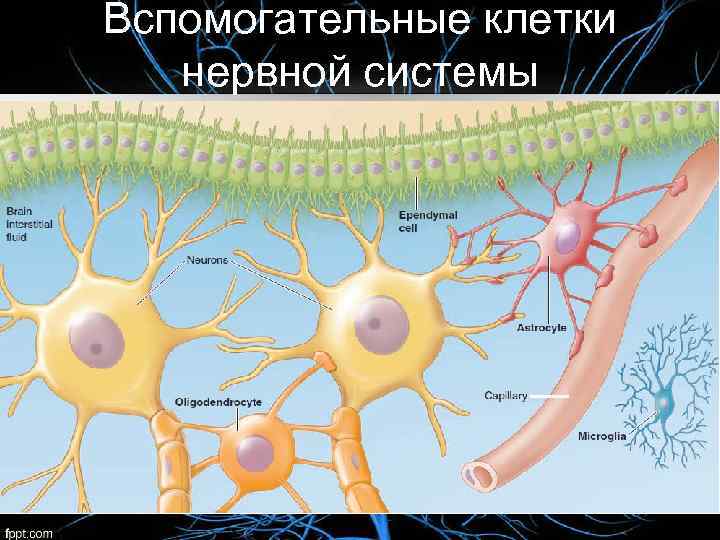 Вспомогательные клетки нервной системы 