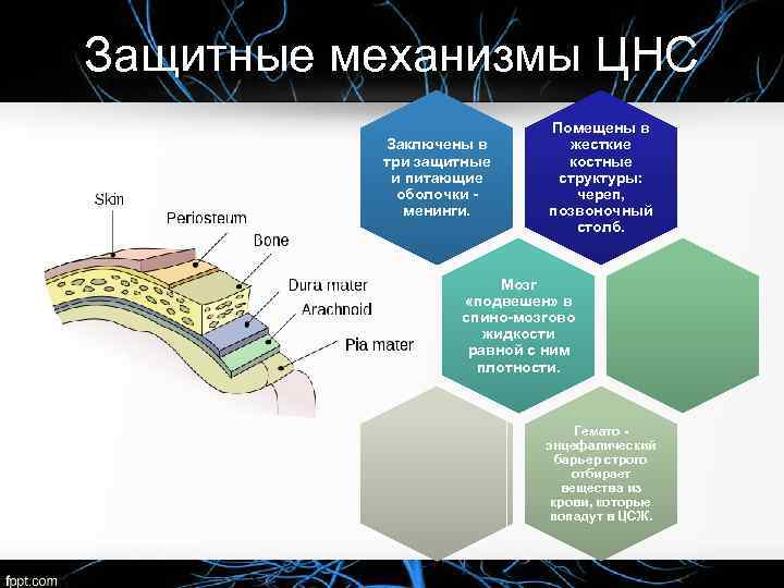 Защитные механизмы ЦНС Заключены в три защитные и питающие оболочки менинги. Помещены в жесткие