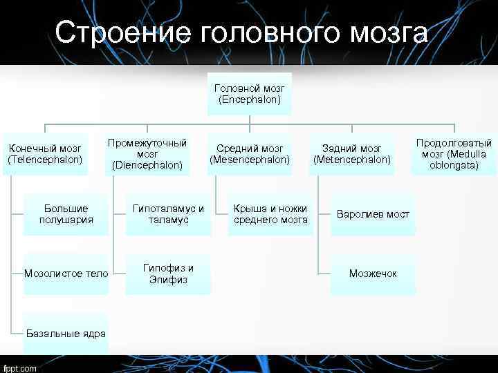 Строение головного мозга Головной мозг (Encephalon) Конечный мозг (Telencephalon) Промежуточный мозг (Diencephalon) Большие полушария