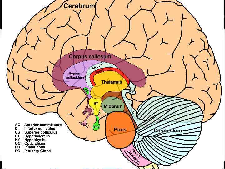 Строение головного мозга 
