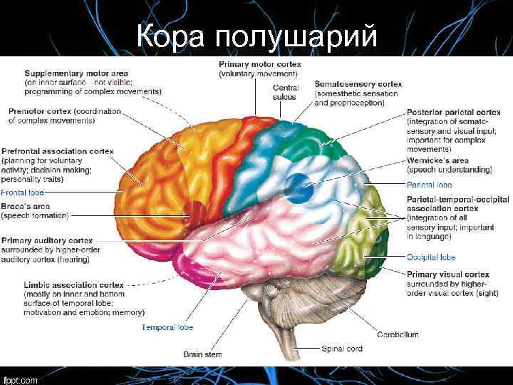 Кора полушарий 