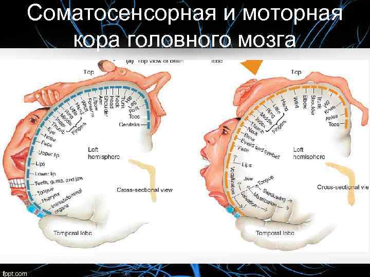 Соматосенсорная температура