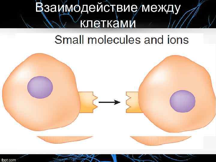 Взаимодействие между клетками Прямое • • Сквозное соединение между двумя соседними клетками Соединение через