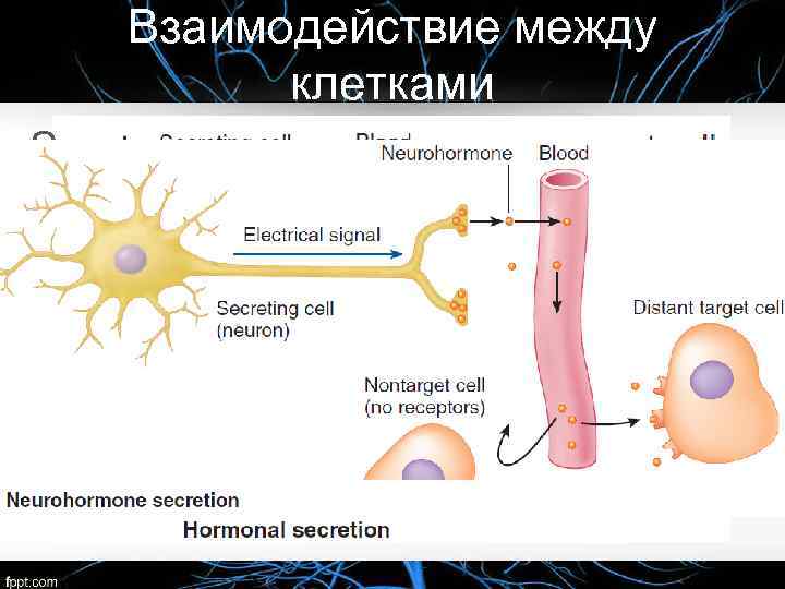 Взаимодействие между клетками S 