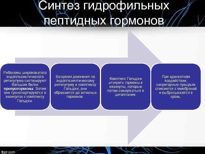 Синтез гидрофильных пептидных гормонов Рибосомы шероховатого эндоплазматического ретикулума систезируют большие белки препрогормоны. Затем они