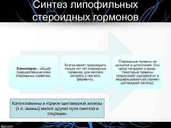 Синтез липофильных стероидных гормонов Холестерол – общий предшественник всех стероидных гормонов. Клетка может производить