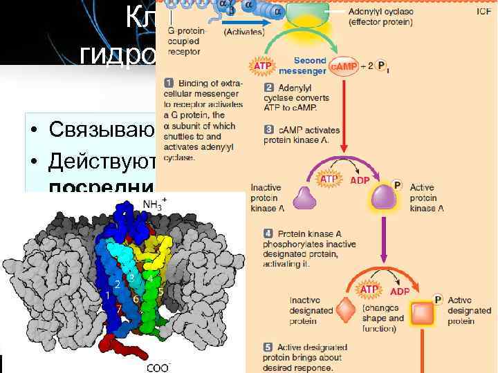 Клеточный ответ: гидрофильные гормоны • Связываются с рецепторами мембраны • Действуют через вторичного посредника: