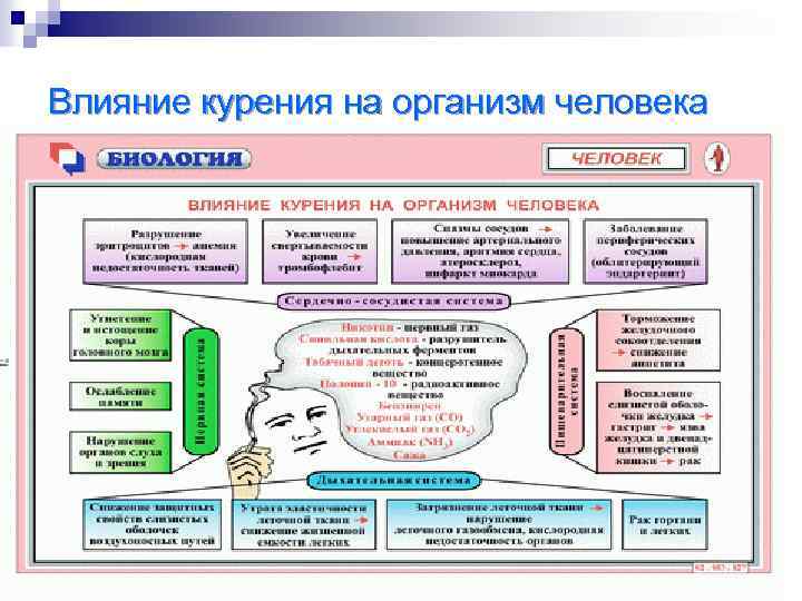 Влияние курения на организм человека 