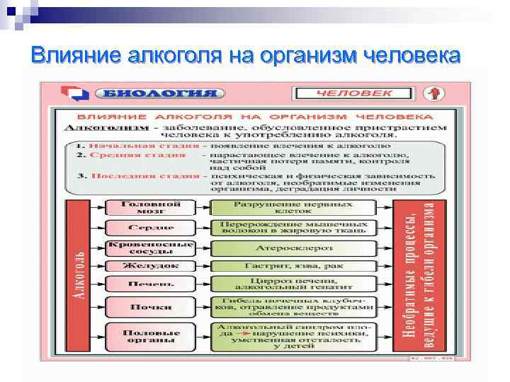Влияние алкоголя на организм человека 
