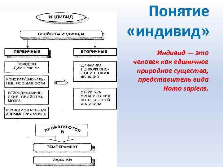 Понятие «индивид» Индивид — это человек как единичное природное существо, представитель вида Homo sapiens.