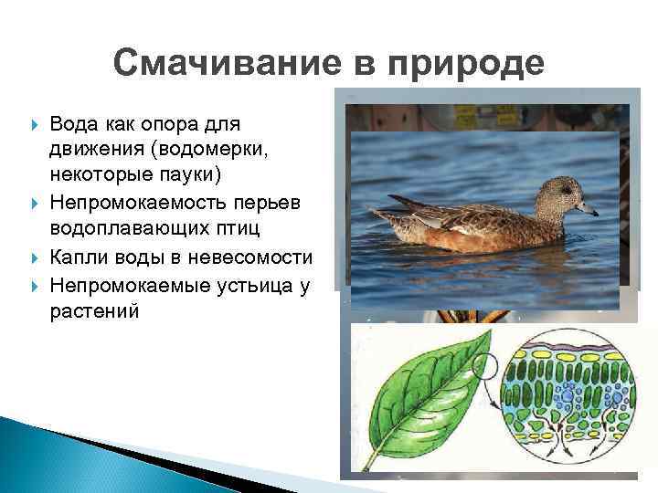 Смачивание в природе Вода как опора для движения (водомерки, некоторые пауки) Непромокаемость перьев водоплавающих