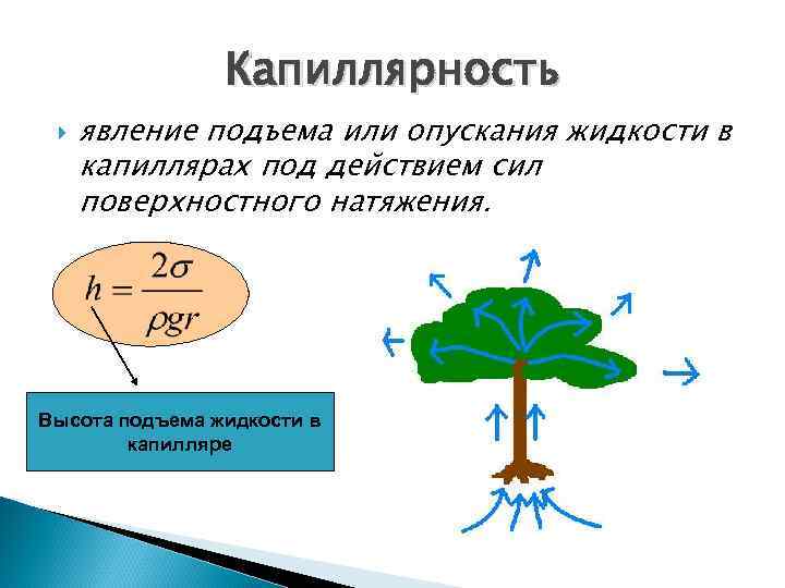 Капиллярность явление подъема или опускания жидкости в капиллярах под действием сил поверхностного натяжения. Высота