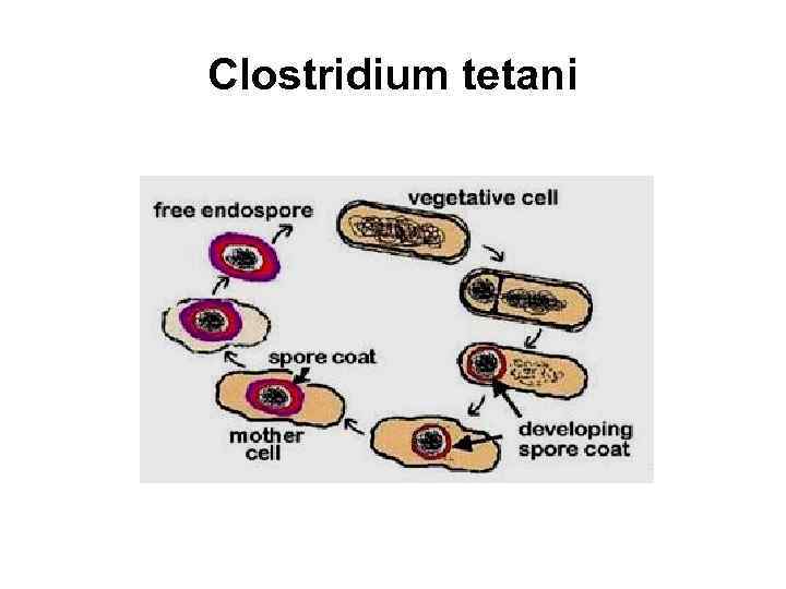 Clostridium tetani 