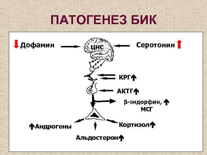ПАТОГЕНЕЗ БИК Дофамин Серотонин ЦНС КРГ АКТГ β-эндорфин, МСГ Андрогены Кортизол Альдостерон 