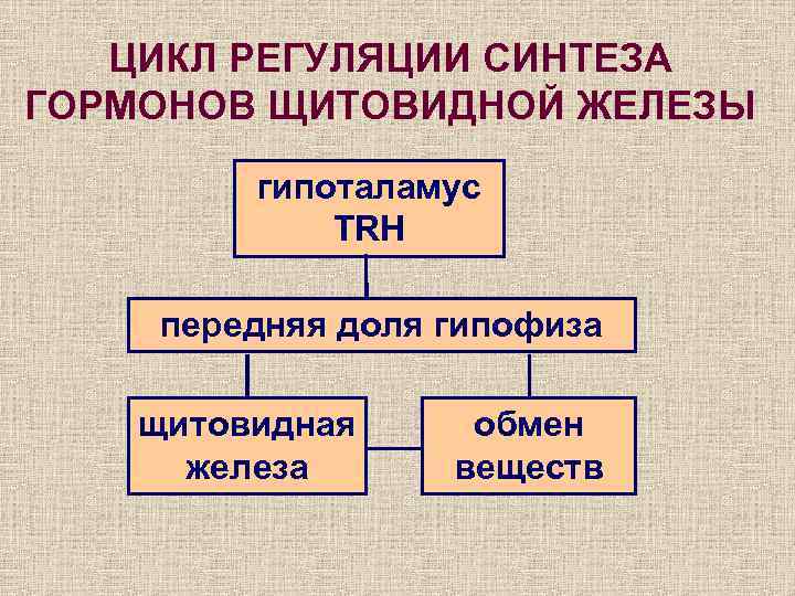 ЦИКЛ РЕГУЛЯЦИИ СИНТЕЗА ГОРМОНОВ ЩИТОВИДНОЙ ЖЕЛЕЗЫ гипоталамус TRH передняя доля гипофиза щитовидная железа обмен