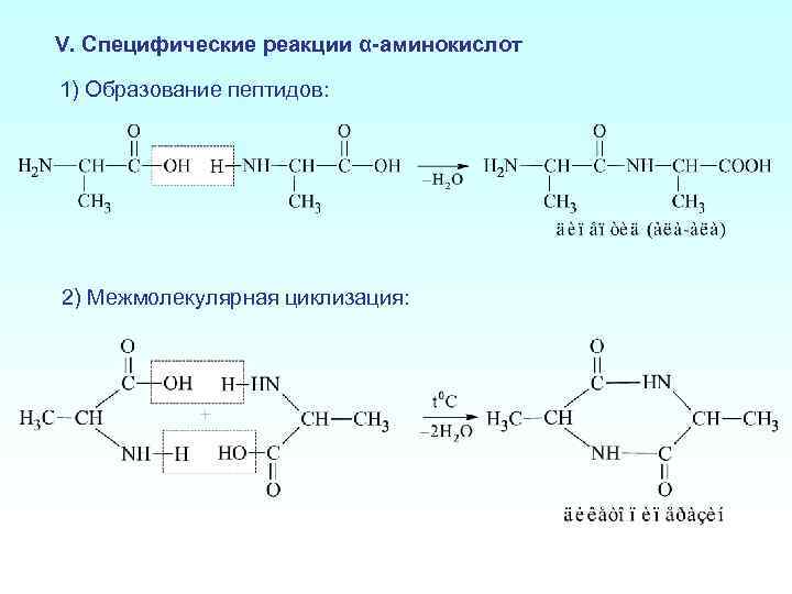 Запишите используя общую формулу аминокислот схему реакции поликонденсации аминокислот в полипептид