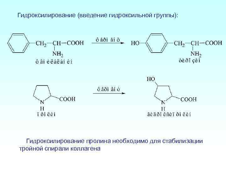 Гидроксилирование (введение гидроксильной группы): Гидроксилирование пролина необходимо для стабилизации тройной спирали коллагена 