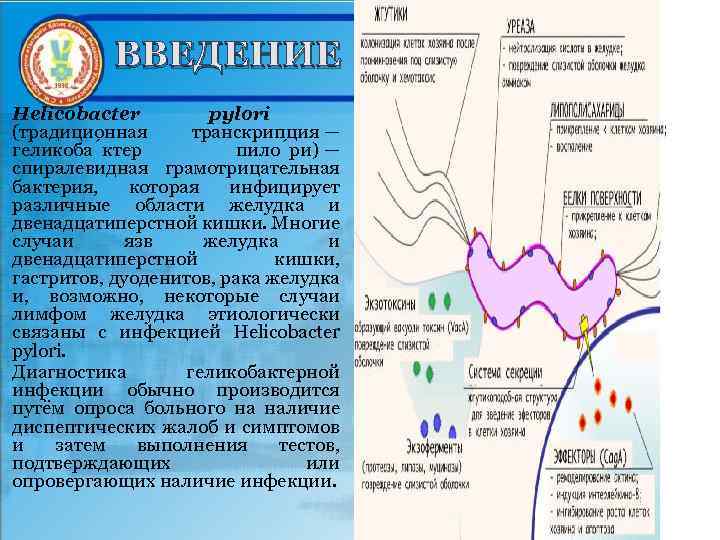 ВВЕДЕНИЕ Helicobacter pylori (традиционная транскрипция — геликоба ктер пило ри) — спиралевидная грамотрицательная бактерия,