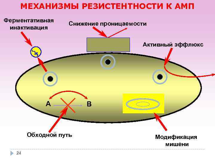 МЕХАНИЗМЫ РЕЗИСТЕНТНОСТИ К АМП Ферментативная инактивация Снижение проницаемости Активный эффлюкс А Обходной путь 24