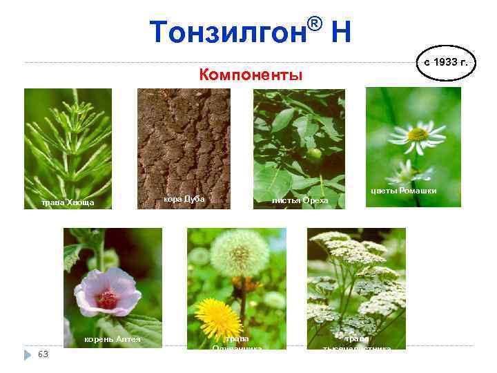 ® Тонзилгон Н с 1933 г. Компоненты трава Хвоща корень Алтея 63 цветы Ромашки