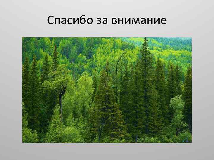 Спасибо за внимание 