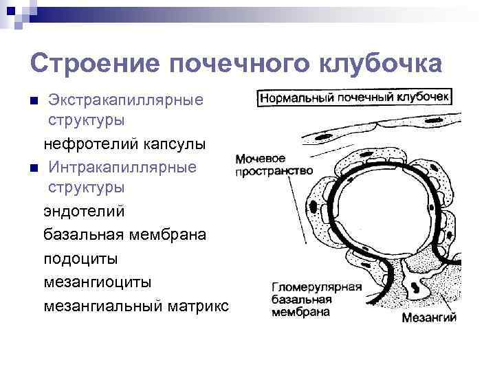 Строение почечного клубочка Экстракапиллярные структуры нефротелий капсулы n Интракапиллярные структуры эндотелий базальная мембрана подоциты