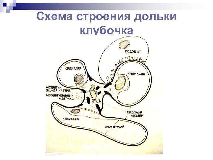 Схема строения дольки клубочка 