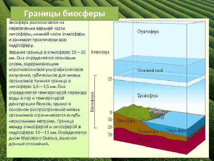 Определи границы биосферы верхняя часть нижняя часть