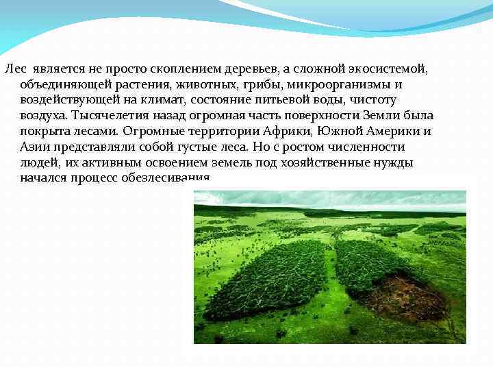 Лес является не просто скоплением деревьев, а сложной экосистемой, объединяющей растения, животных, грибы, микроорганизмы