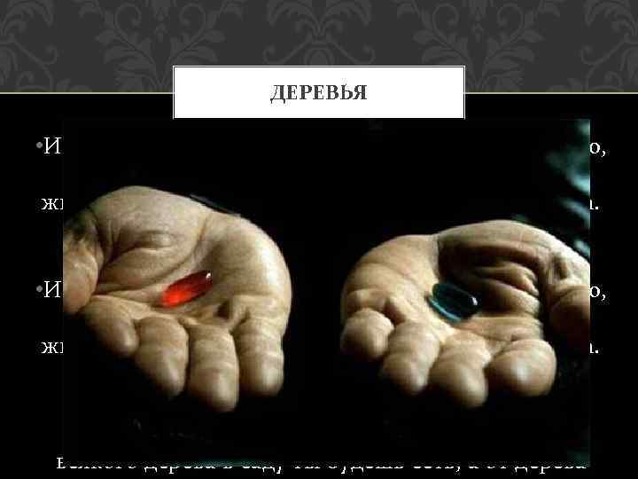 ДЕРЕВЬЯ • И произрастил Господь Бог из земли всякое дерево, приятное на вид и