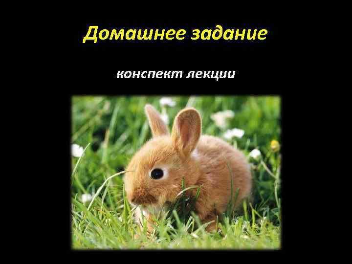 Домашнее задание конспект лекции 