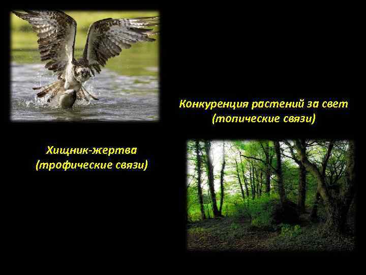 Конкуренция растений за свет (топические связи) Хищник-жертва (трофические связи) 