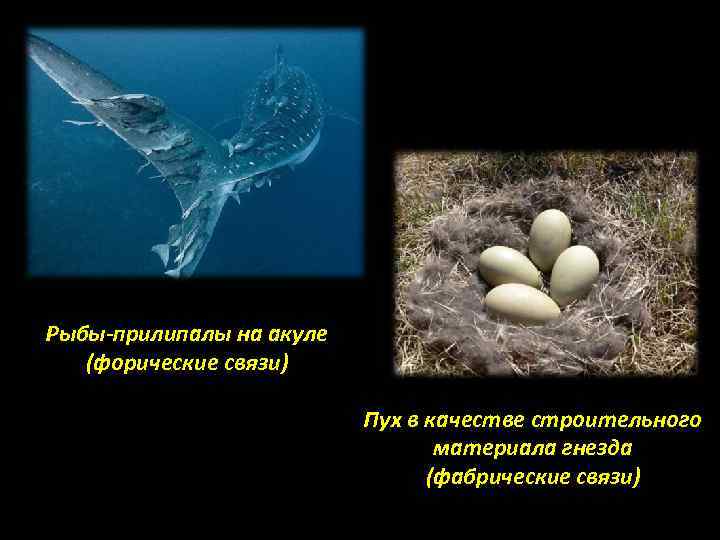 Рыбы-прилипалы на акуле (форические связи) Пух в качестве строительного материала гнезда (фабрические связи) 