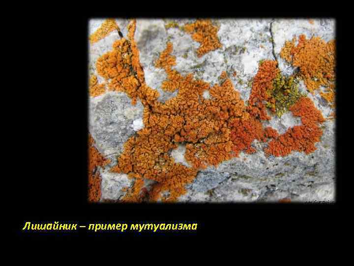 Лишайник – пример мутуализма 