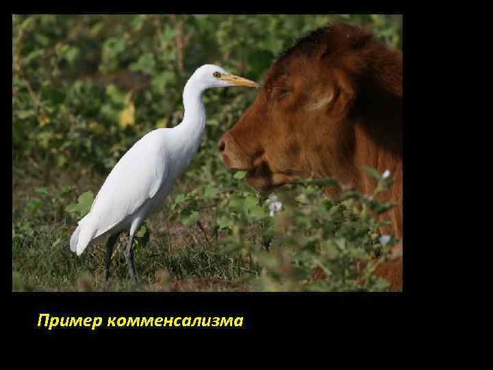 Пример комменсализма 