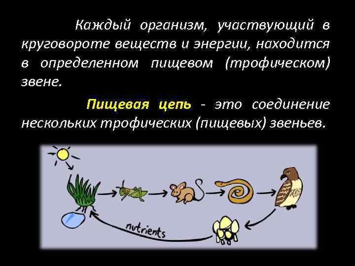 Круговорот веществ в водоеме. Пищевая цепь из 5 звеньев. Трофические цепи и круговороты веществ. Цепь питания рыб. Пищевая цепь не менее 5 звеньев.