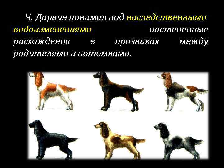 Ч. Дарвин понимал под наследственными видоизменениями постепенные расхождения в признаках между родителями и потомками.