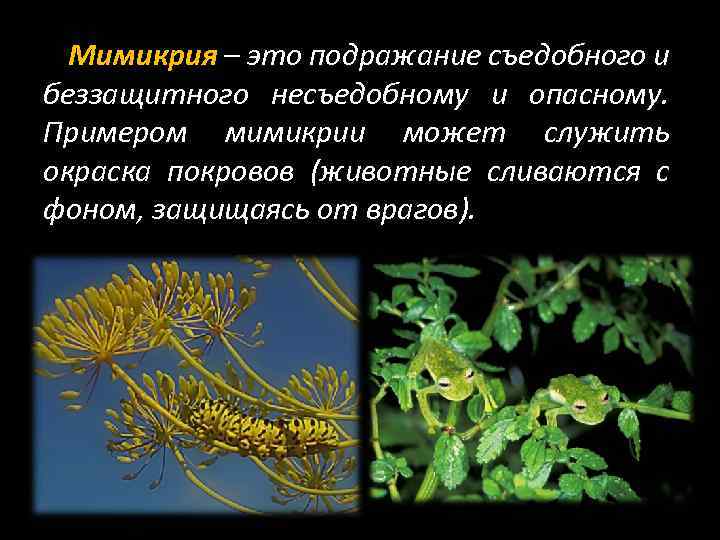 Мимикрия – это подражание съедобного и беззащитного несъедобному и опасному. Примером мимикрии может служить